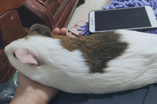 荷蘭豬為什么咬我