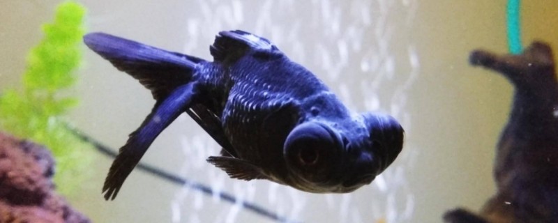 金魚(yú)身上有白色霜狀