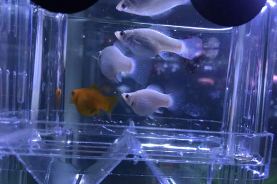 瑪麗魚(yú)生小魚(yú)前兆