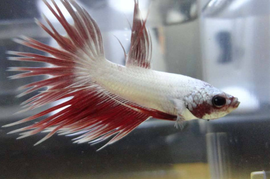 斗魚怎么養(yǎng)殖方法