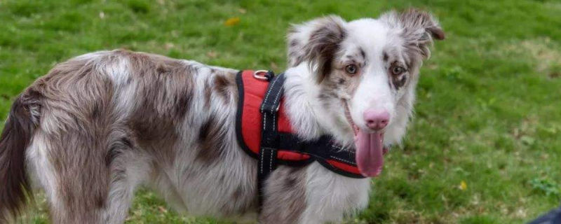 牧羊犬容易咬人嗎