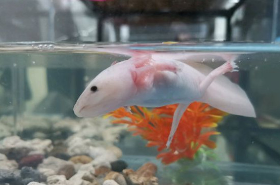 六角龍魚怎么養(yǎng)水深度