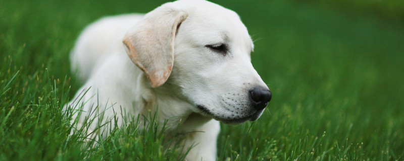 拉布拉多幼犬怎么看純不純