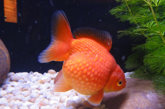 金魚(yú)怎樣長(zhǎng)得又大又快