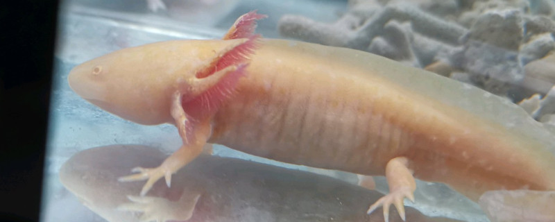 六角龍魚怎么養(yǎng)水深度