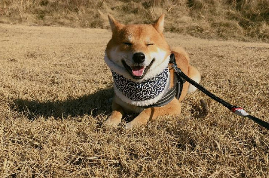 柴犬冬天可以室外養(yǎng)嗎