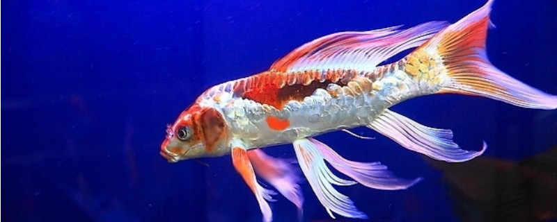 龍鳳錦鯉怎么養(yǎng)