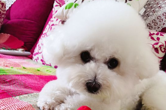 比熊犬訓(xùn)練方法