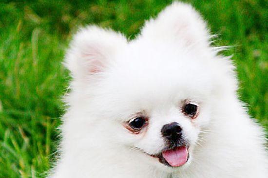 博美犬如何訓(xùn)練