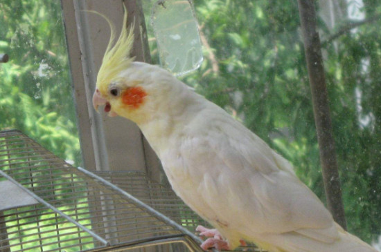 玄鳳鸚鵡長蟲的癥狀