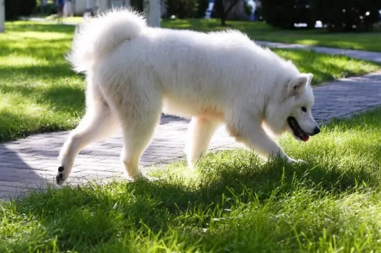 狗狗死后會記得主人嗎