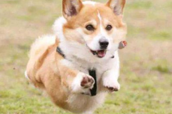 成犬還能訓(xùn)練大小便嗎