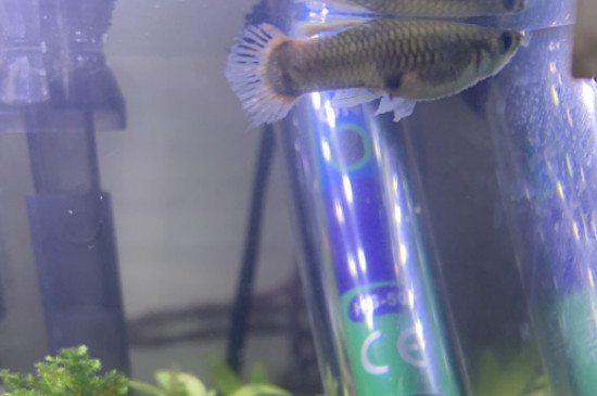 孔雀魚怎么養(yǎng)不容易死