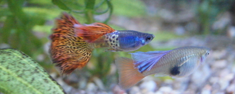 蜈蚣草適合孔雀魚嗎
