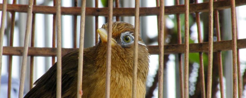 畫眉鳥飼養(yǎng)方法
