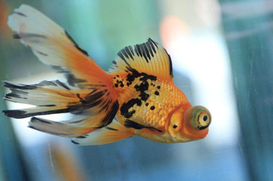 自來(lái)水養(yǎng)魚(yú)快速除氯氣的方法