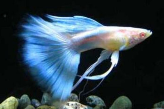 孔雀魚夾尾能自愈嗎
