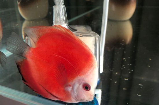 七彩神仙魚怎么分公母