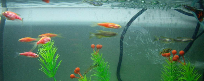 孔雀魚混養(yǎng)會(huì)串種嗎