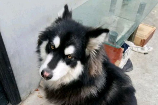 怎么讓狗在固定地方拉屎