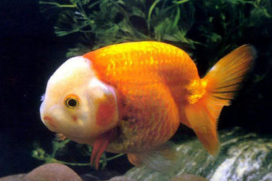 不缺氧金魚為什么浮頭