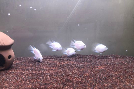 迷你鸚鵡魚(yú)能長(zhǎng)多大