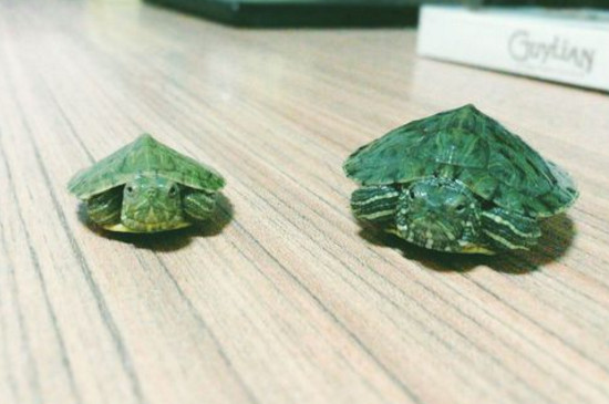 如何與巴西龜溝通