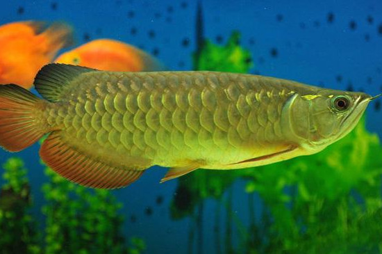 金龍魚撞缸預示著什么