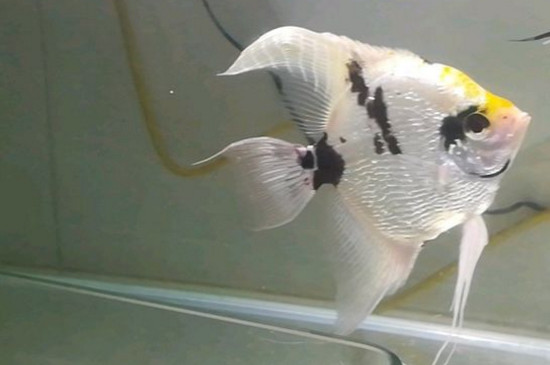 神仙魚(yú)死了是怎么回事