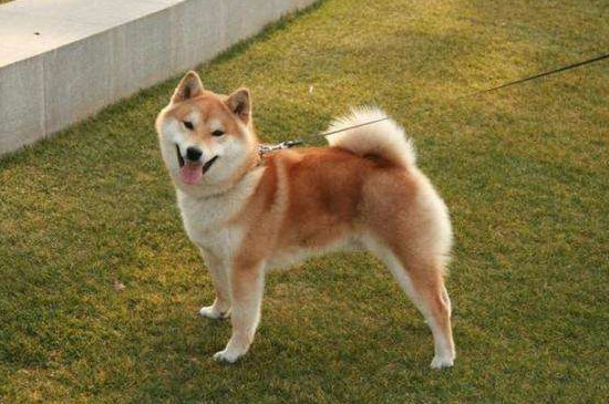 柴犬淘氣嗎