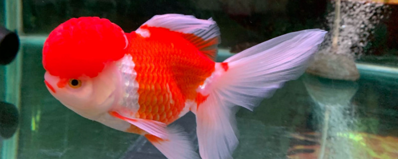 小金魚吃什么食物
