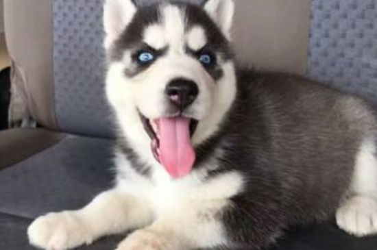 純種哈士奇價格多少錢一只，一只幼犬1000元左右價格能買到