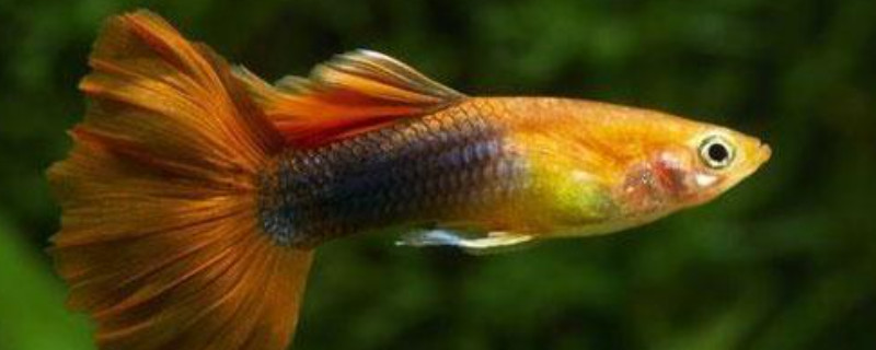 孔雀魚沒有公魚能繁殖嗎