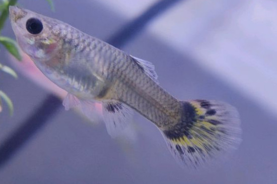 小孔雀魚怎么養(yǎng)長得快