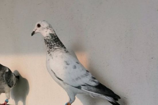如何飼養(yǎng)鴿子