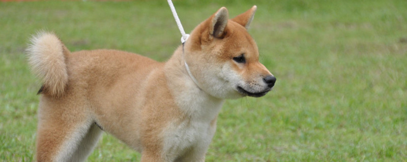 小柴犬多大尾巴才變