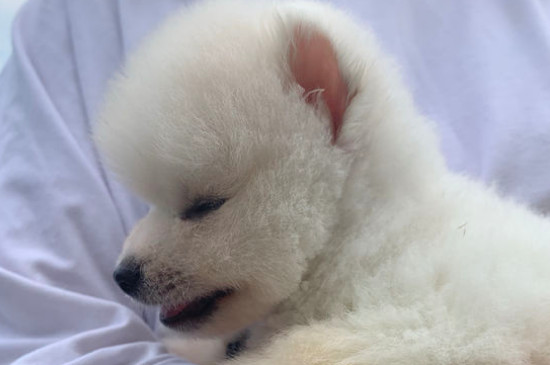 白色博美犬多少錢一只，博美犬價格一般在800元左右