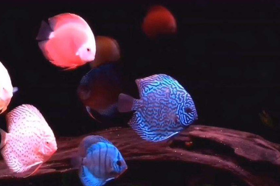 魚缸養(yǎng)魚密度計算方法