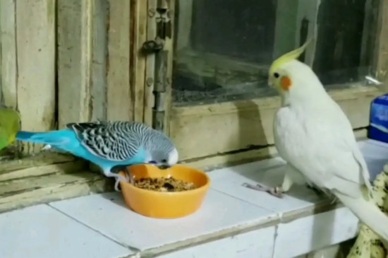 玄鳳鸚鵡和虎皮鸚鵡可以一起養(yǎng)嗎