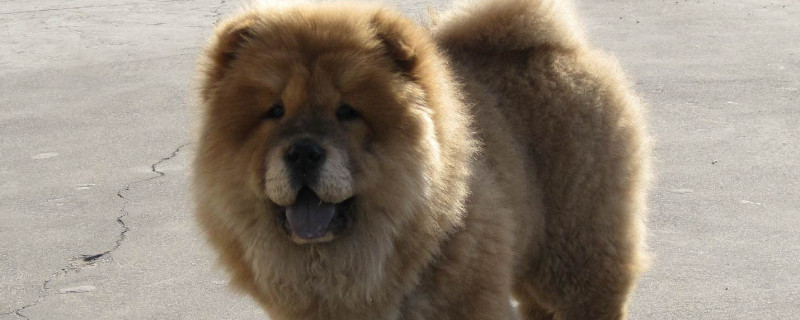 松獅吃什么狗糧好