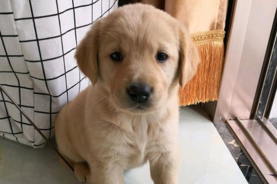 如何訓(xùn)練金毛犬