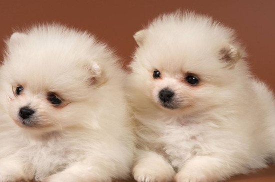 博美犬好養(yǎng)嗎 都該注意什么
