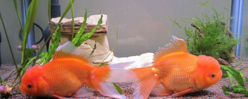 怎么養(yǎng)金魚的技巧
