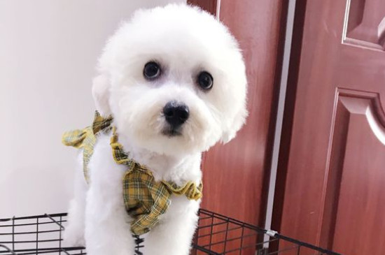 比熊犬訓(xùn)練方法