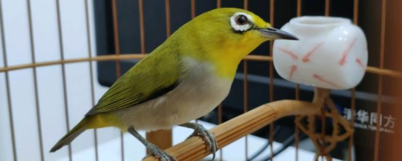 繡眼鳥怎么養(yǎng)能大叫，怎么讓繡眼鳥開口大叫