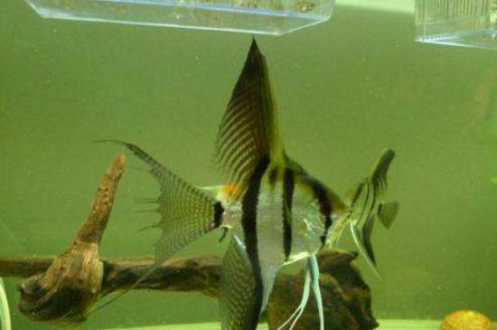 神仙魚(yú)為什么老是打架