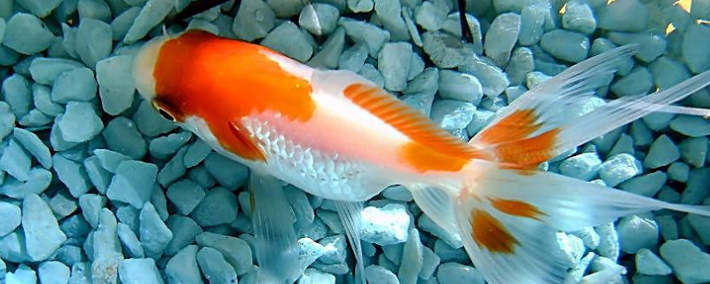錦鯉魚缸水發(fā)黃的解決辦法