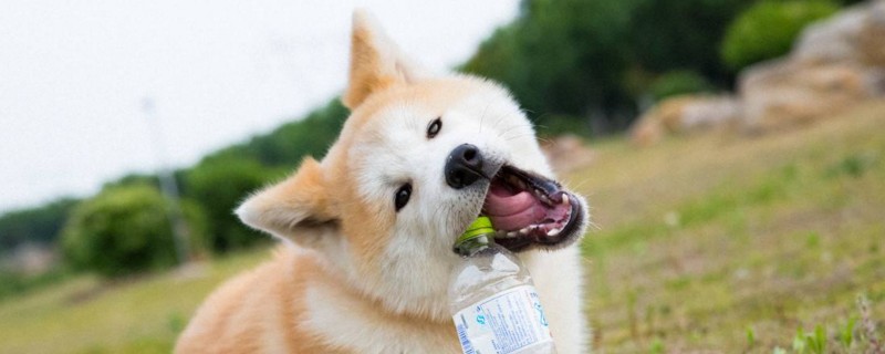 為什么秋田犬不聽(tīng)話(huà)