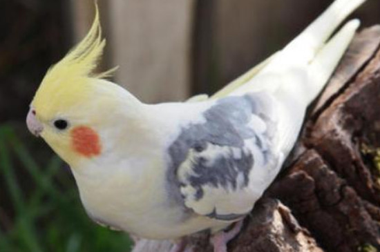 玄鳳鸚鵡多大可以繁殖