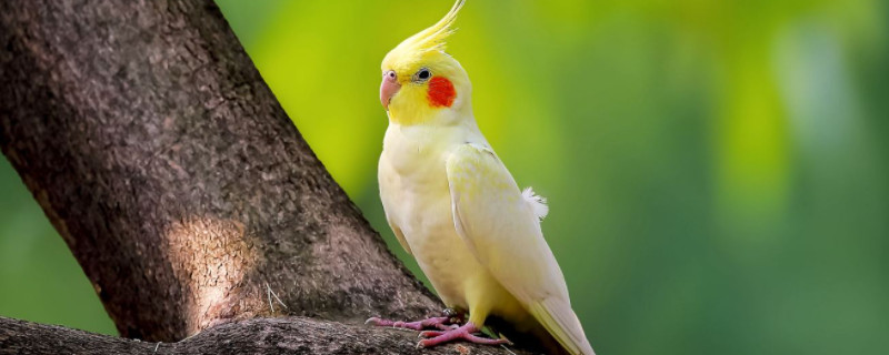 雞尾鸚鵡和玄鳳鸚鵡的區(qū)別